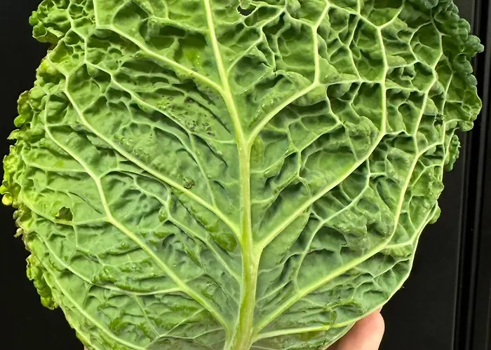 Hotel apartamentowy Il Grottino Relais &